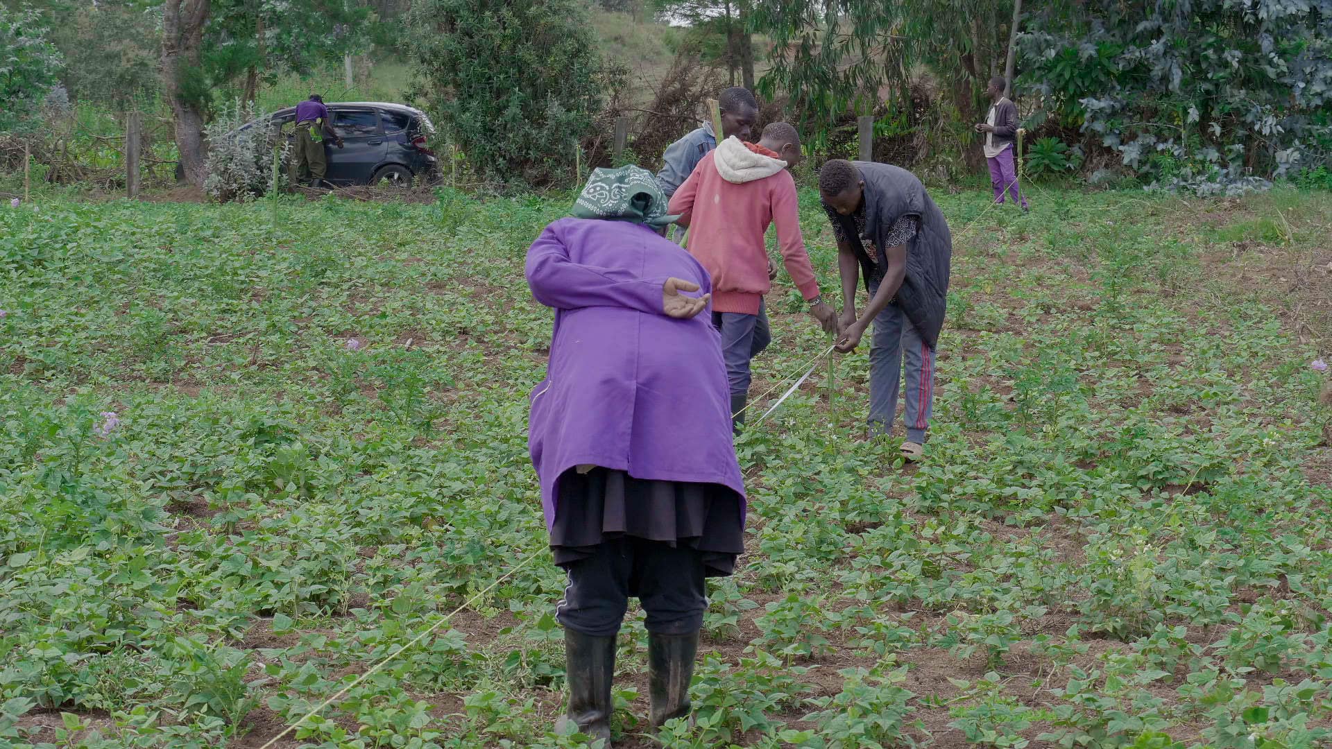 Avocado Farming in Kenya: A Growing Green Revolution