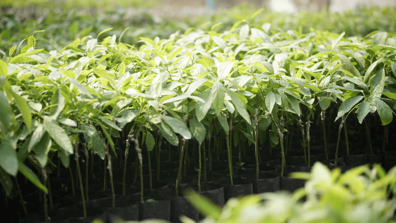 Smart Avocado Farming: Transforming Agriculture with Technology