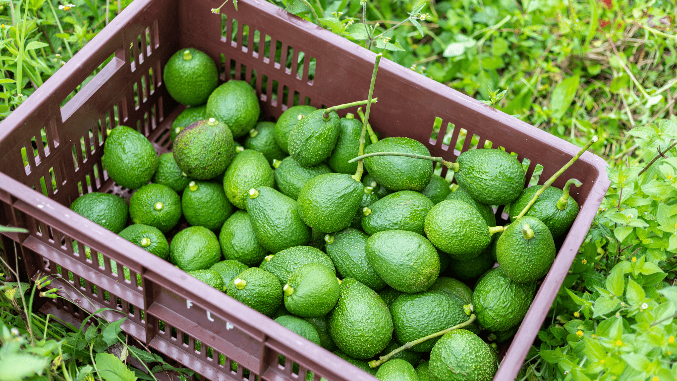Kenya’s Avocado Exports: Nurturing Global Tastes with Green Gold